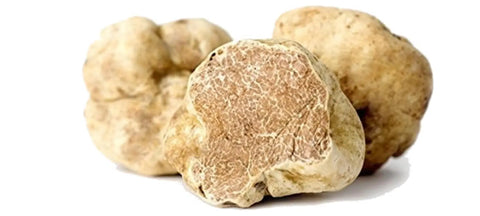 Three white truffles displayed at the Alba White Truffle Auction in Piedmont Region