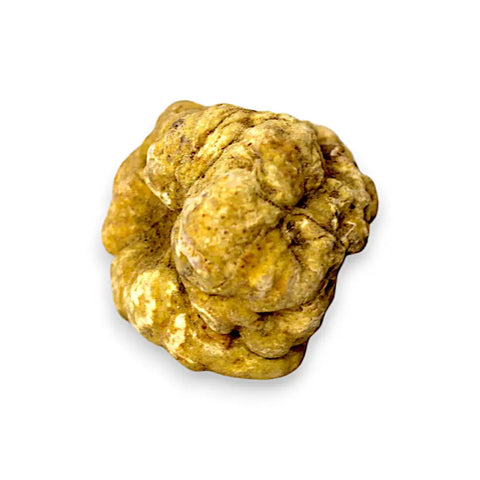 showing image of fresh white truffle tuber magnatum b-grade