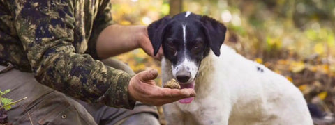 Black and white truffle dog searching for white truffles in the Balkans