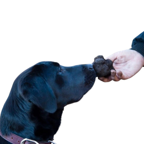 Black Labrador Retriever chew toy with textured surface for truffle hunting and dog training