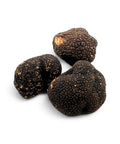 Fresh Autumn Truffle Tuber Uncinatum with rough texture and earthy aroma