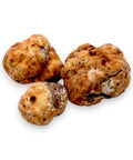 Fresh spring truffle Tuber Borchii with three white truffles for gourmet culinary use