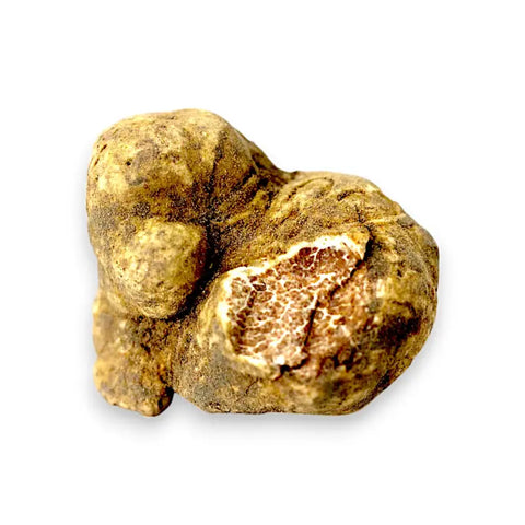 Rough earthy white truffle with marbled interior, fresh Tuber Magnatum for gourmet dishes