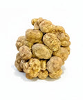 Fresh white truffle tuber magnatum with earthy texture and natural shape, medium size