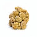 Fresh white truffle tuber magnatum with earthy texture and natural shape, medium size