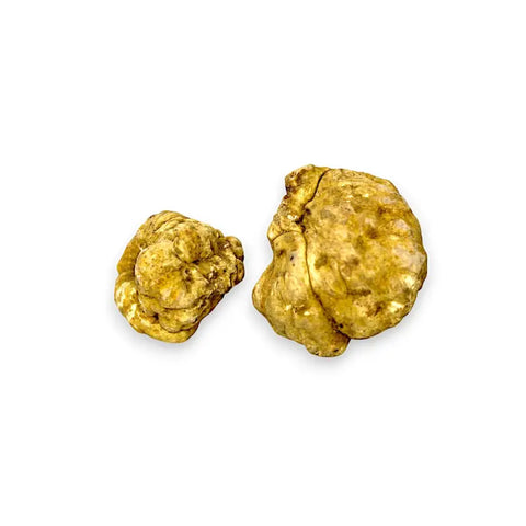 Two golden fresh white truffles Tuber Magnatum in medium size for gourmet dishes