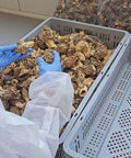 video of wild morels mushrooms packing and selection