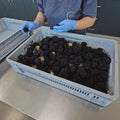fresh autumn truffle selection